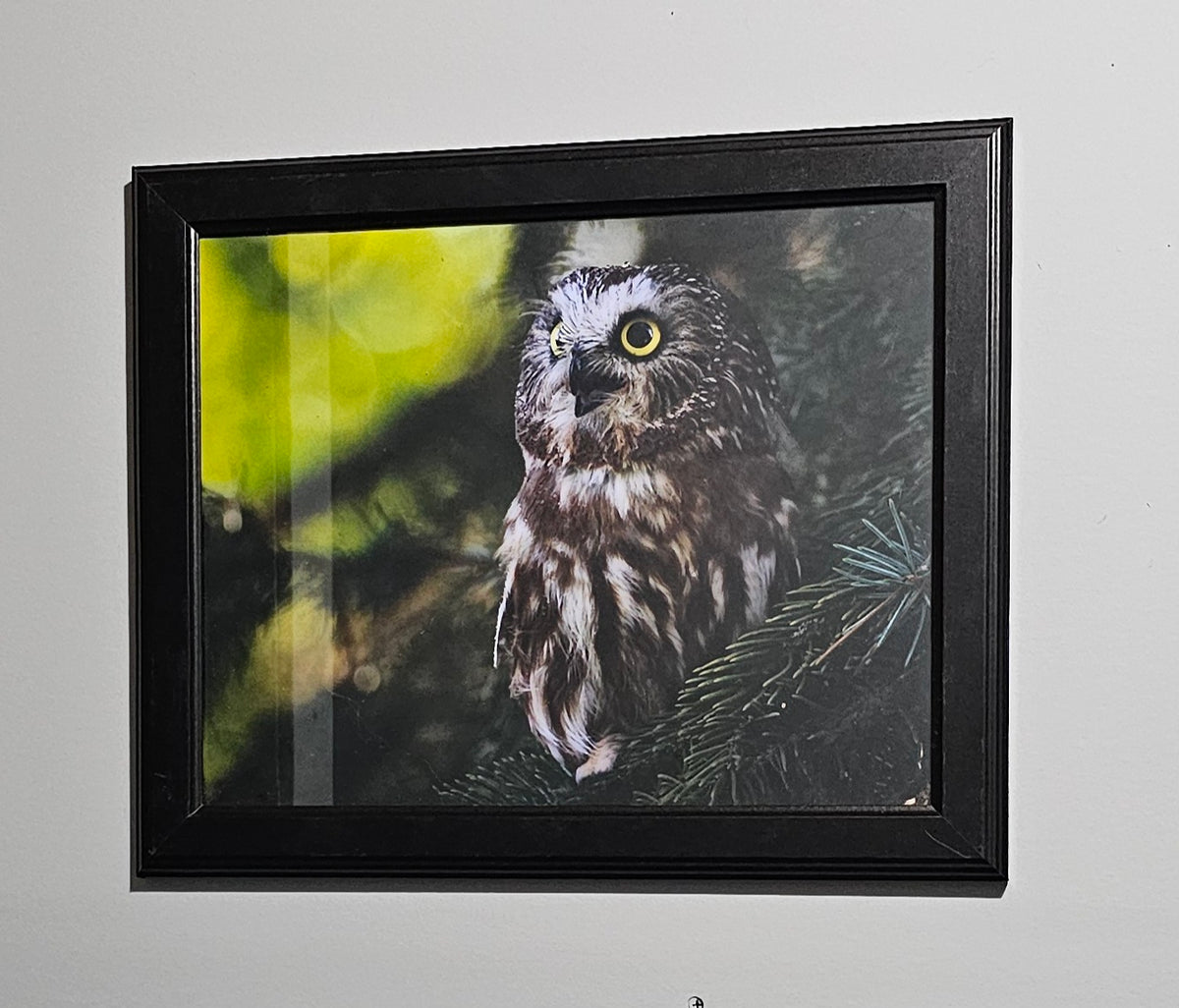 Amazed Owl
