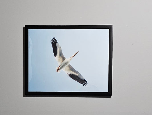 Pelican Overhead
