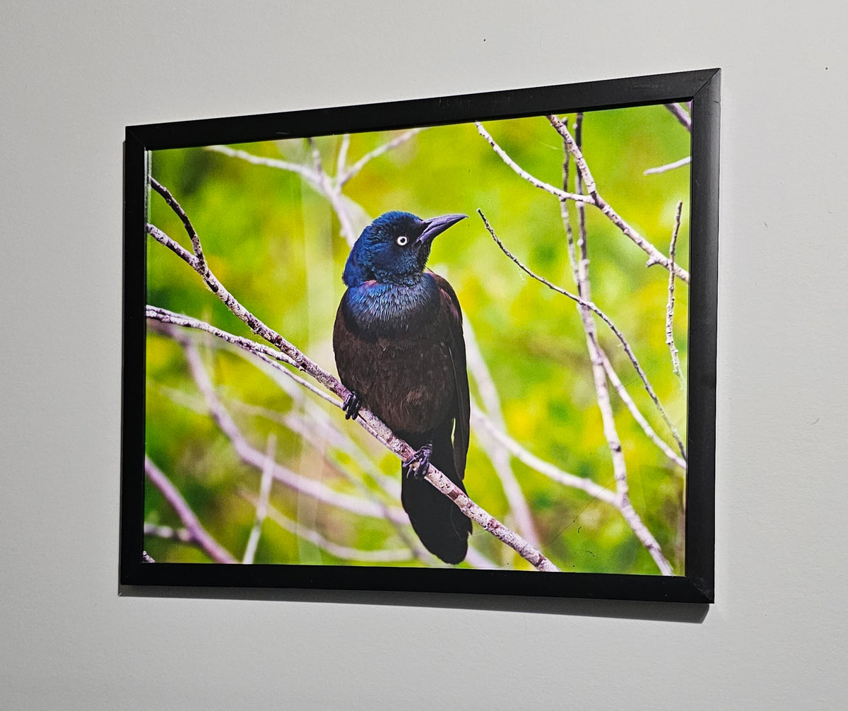 Grackle Beauty