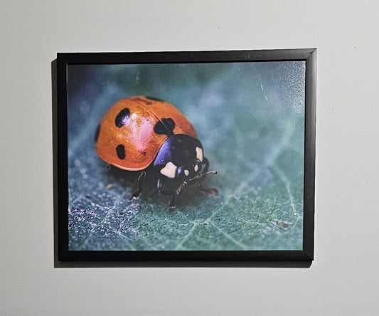 Macro Ladybug