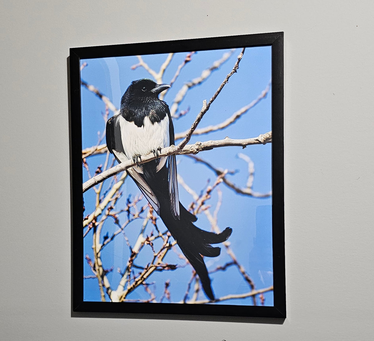 Basking Magpie