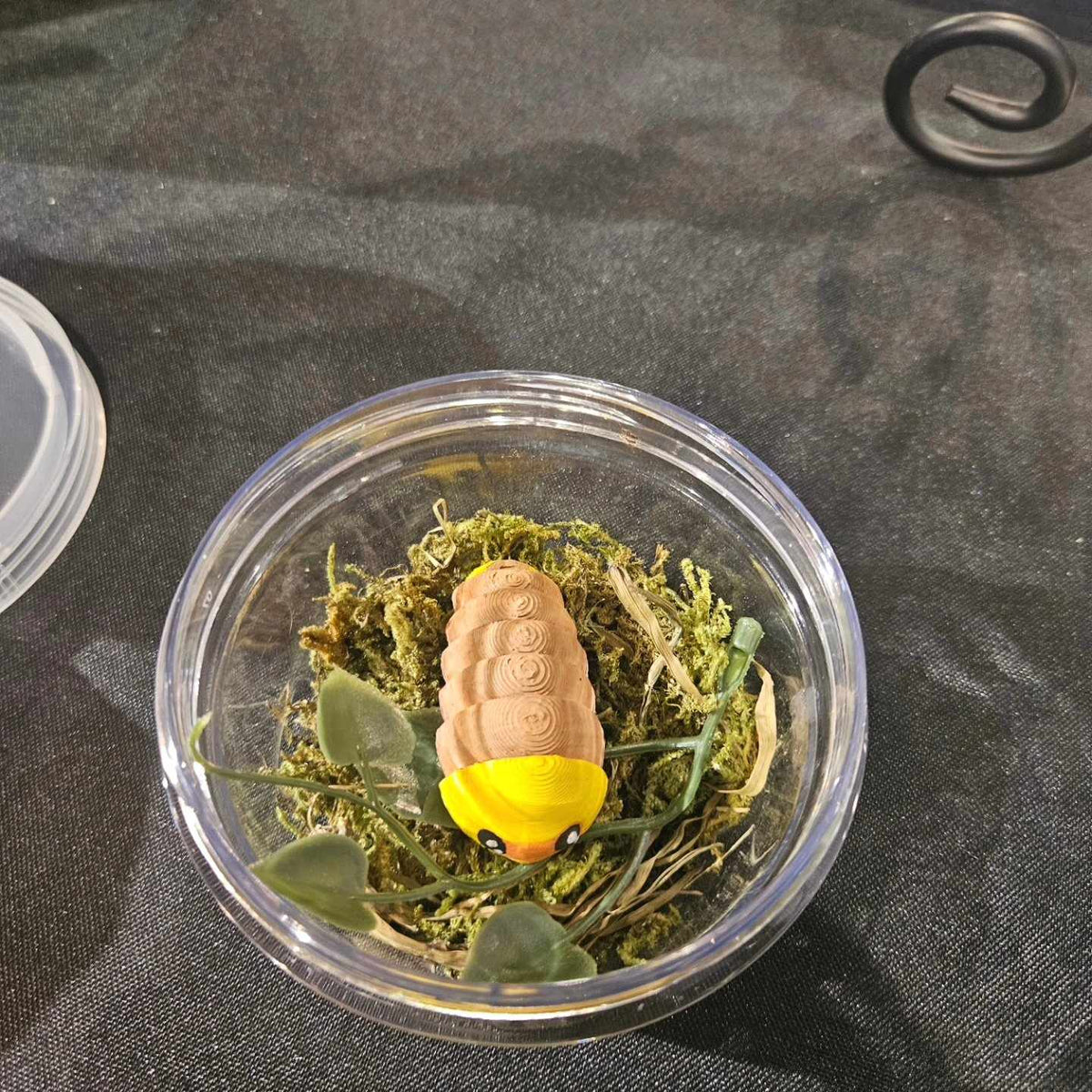 Rubber Duckie Isopods