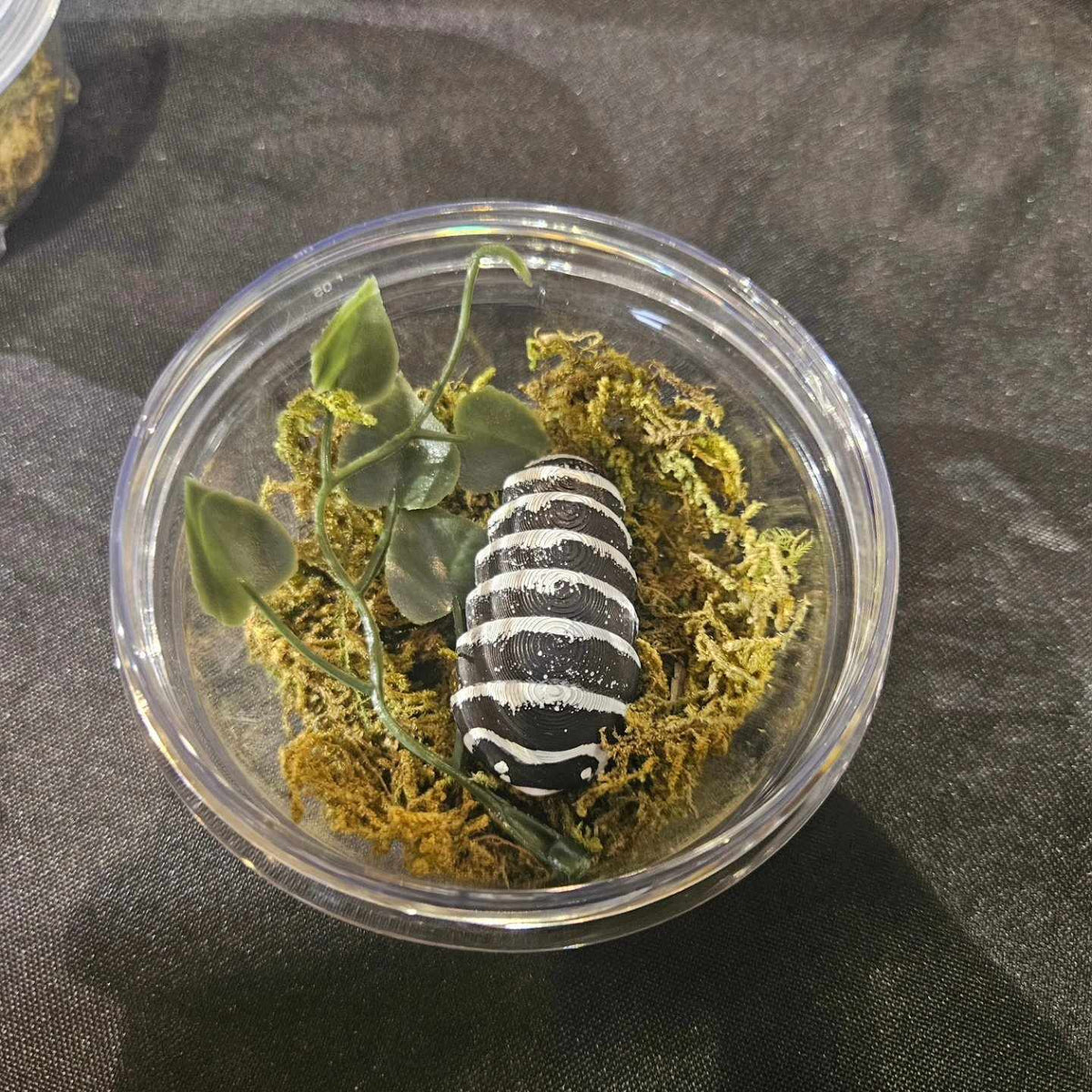 Zebra Isopods