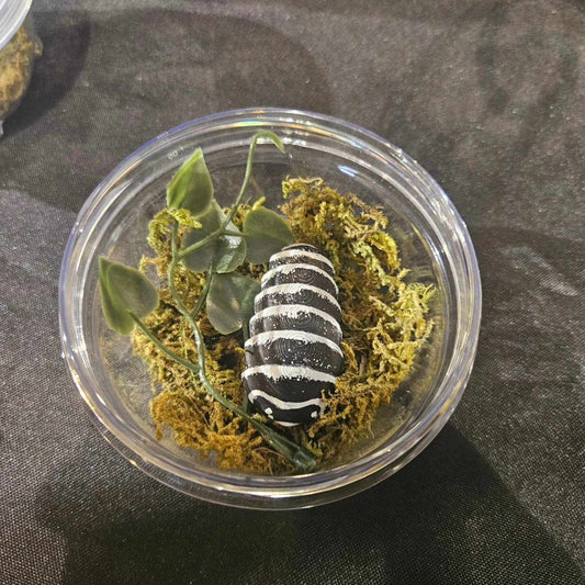 Zebra Isopods